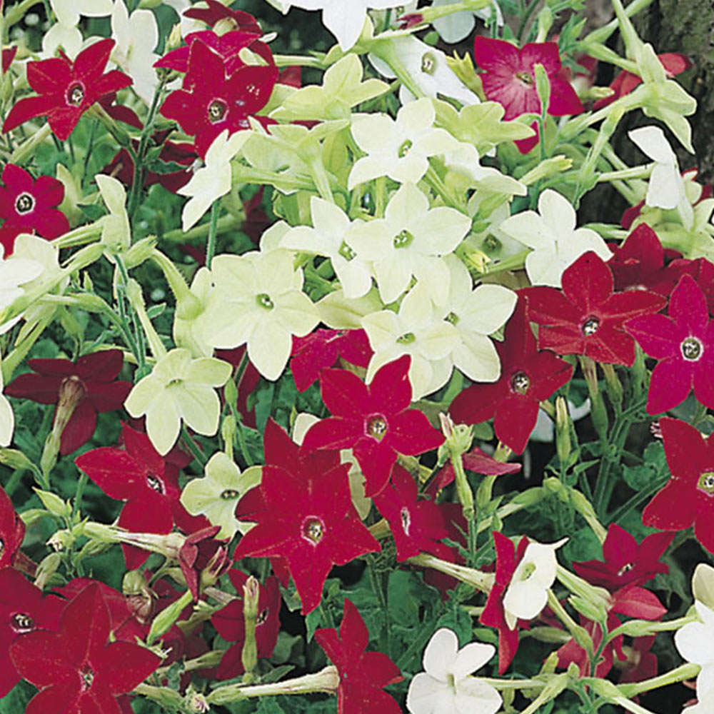 Wilko Nicotiana Roulette Mixed F2 Flower Seeds Image 2