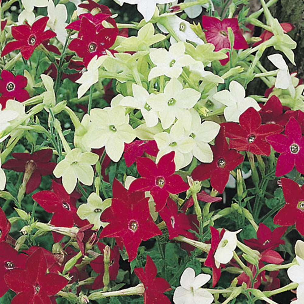 Wilko Nicotiana Roulette Flower Seeds Image 2