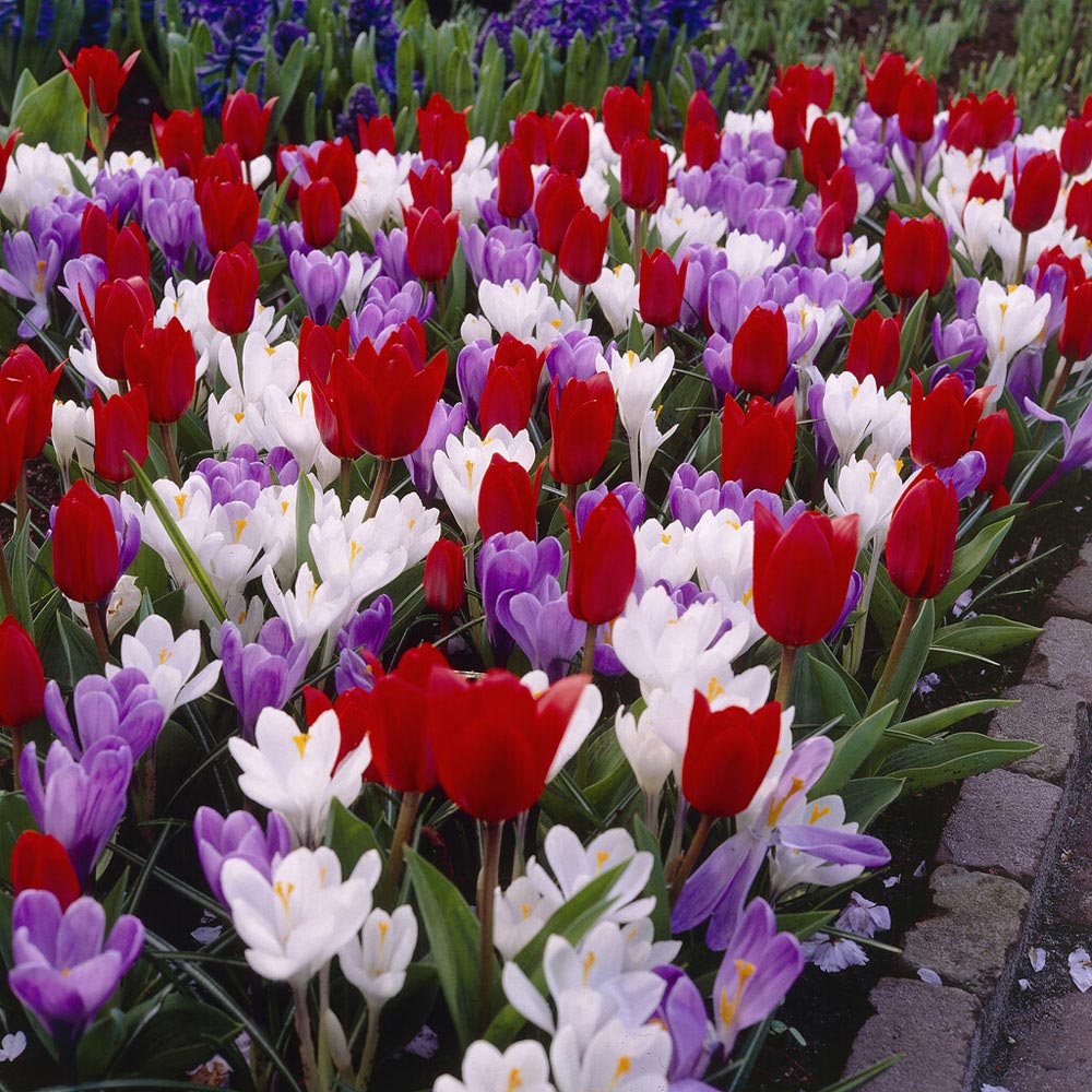 Wilko Mixed Spring Bulbs Tulips Scarlet Baby 10/11 Crocus White 7/8 and Crocus Blue 7/8 20 Pack Image