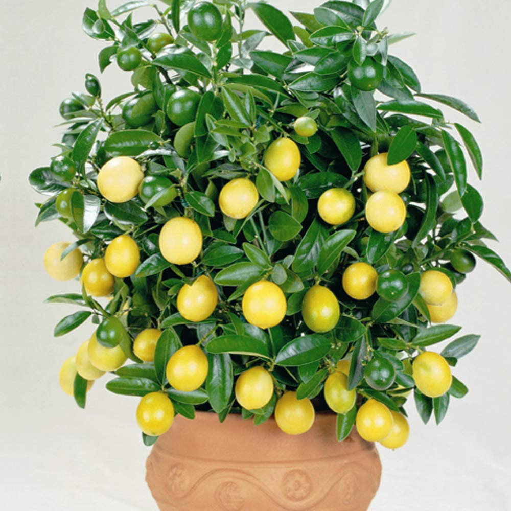 Thompson and Morgan Citrus Fruit Plant Pot 9cm 2 Pack Image 8