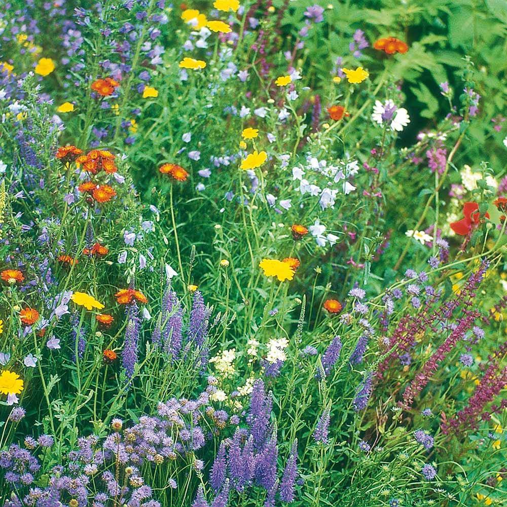 Johnsons Wildflower Mix Seeds Image 1