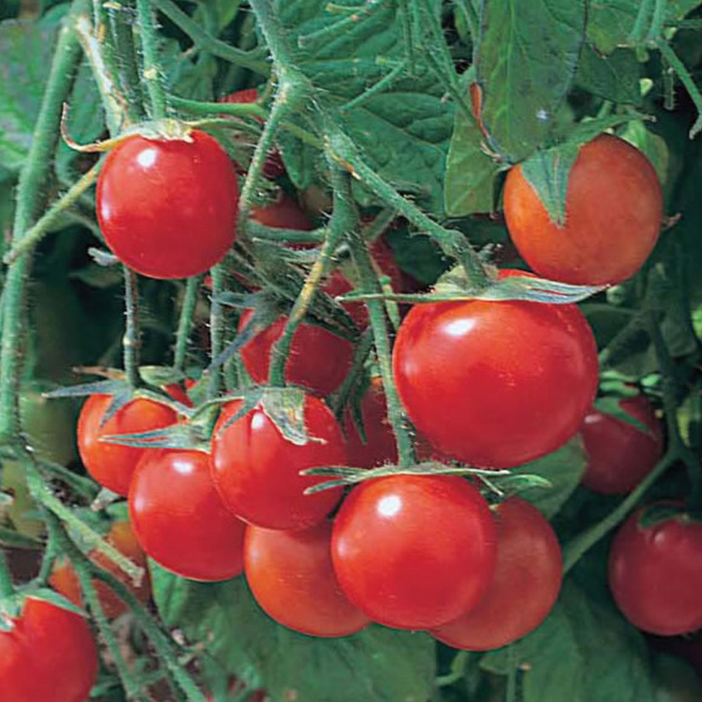 Wilko Tomato Tumbling Tom Red Seeds Image 2