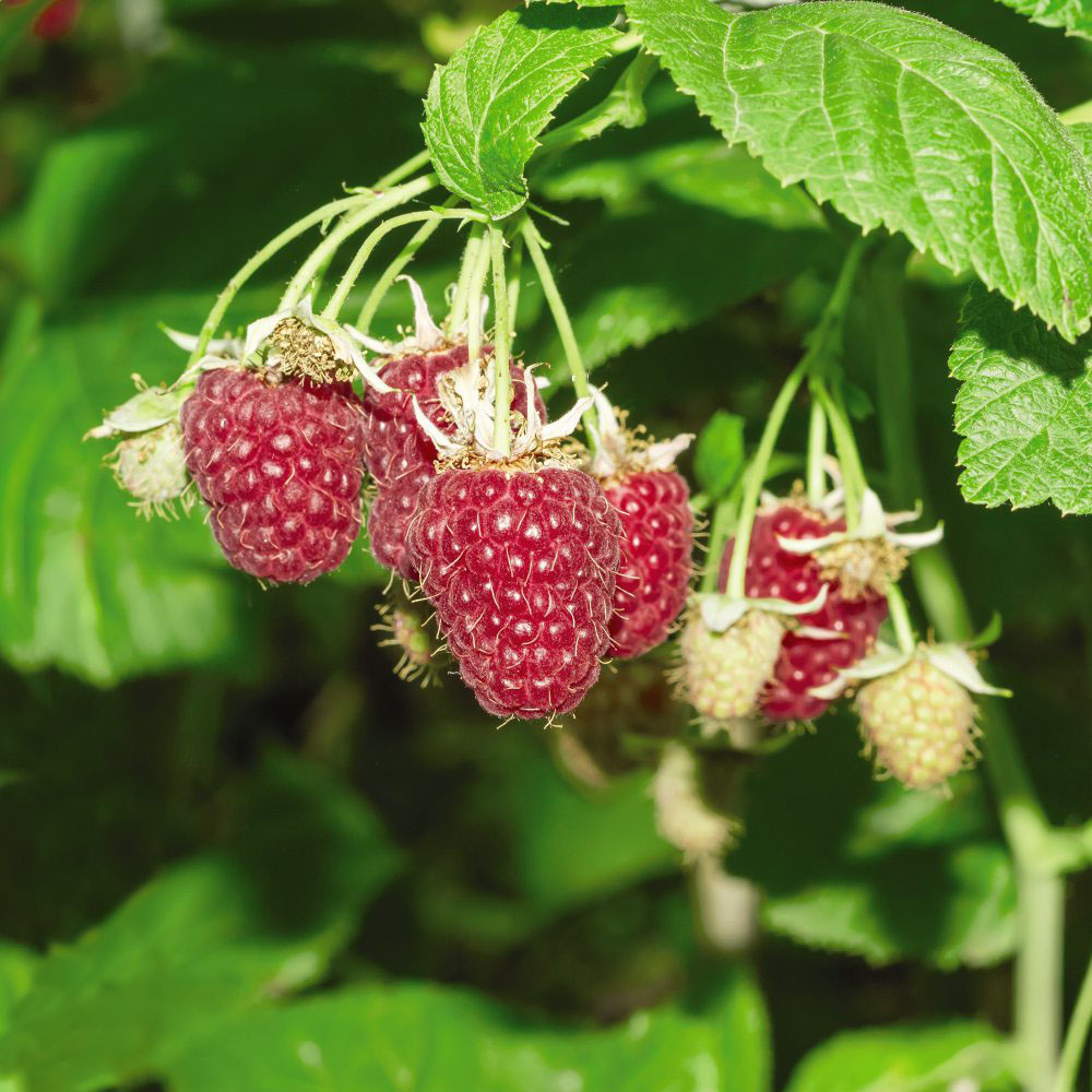 Thompson & Morgan Organic Raspberry Tulameen Potted Plant Image 1