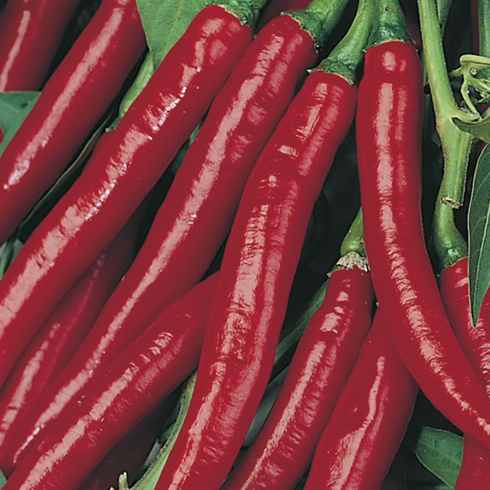 Johnsons Pepper (Hot) De Cayenne Seeds Image 2