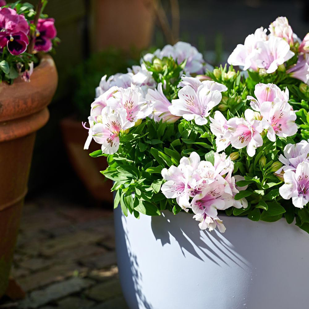 Thompson and Morgan Alstroemeria Inticancha Moon Plant Pot 2L Image 4