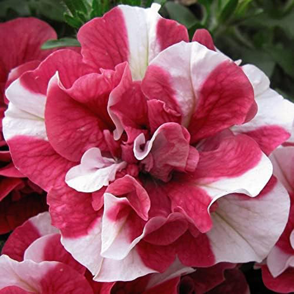 Thompson and Morgan Petunia Cherry Ripple Preplanted Basket 25cm Image 2