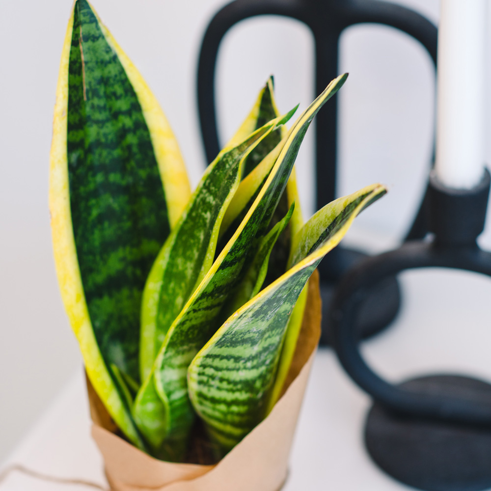 Mother-in-law Tongue Snake Plant Image 3