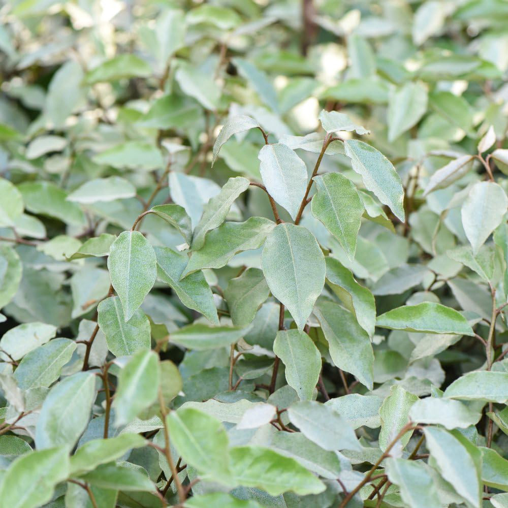 Thompson and Morgan Elaeagnus Ebbingei Plant Pot 35L Image 5