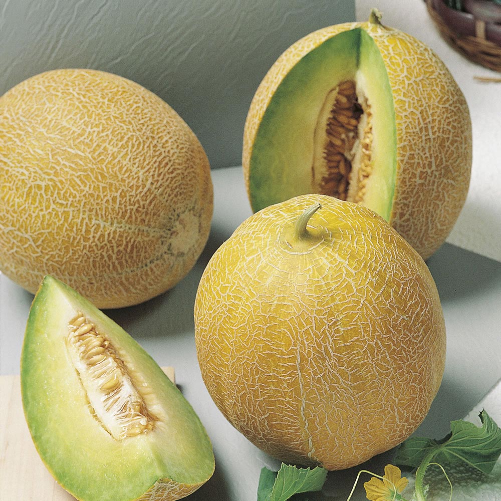Johnsons Melon Arava F1 Seeds Image 1