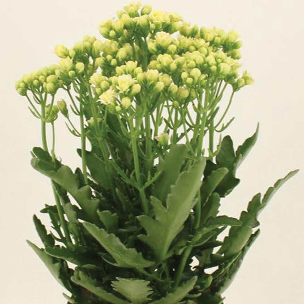 Thompson & Morgan White Kalanchoe Sunny Plant Pot 14cm 2 Pack Image 1