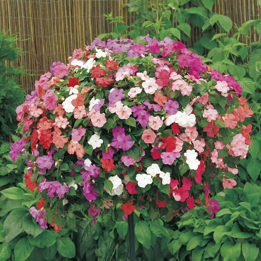 Wilko Busy Lizzie Rainbow Mix Seeds Image 1