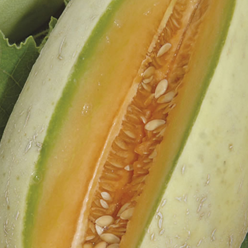 Wilko Melon Melba Seeds Image 2