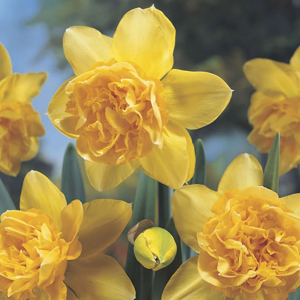 Wilko Dick Wilden Daffodil Bulbs 6 Pack Image 1