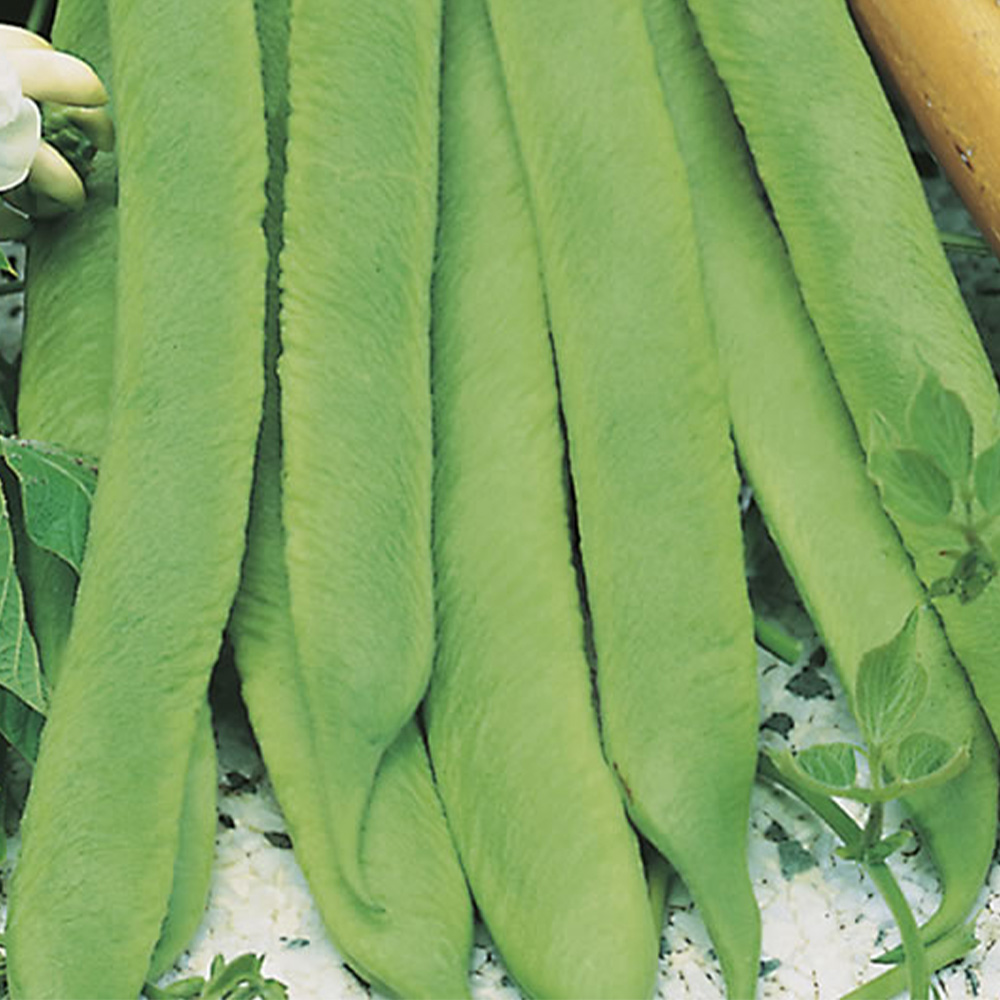 Johnsons White Lady Runner Bean Seeds Wilko