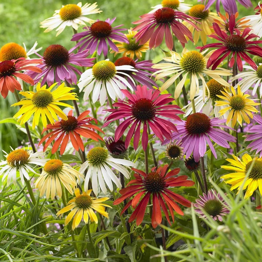 Is Echinacea Safe In Pregnancy