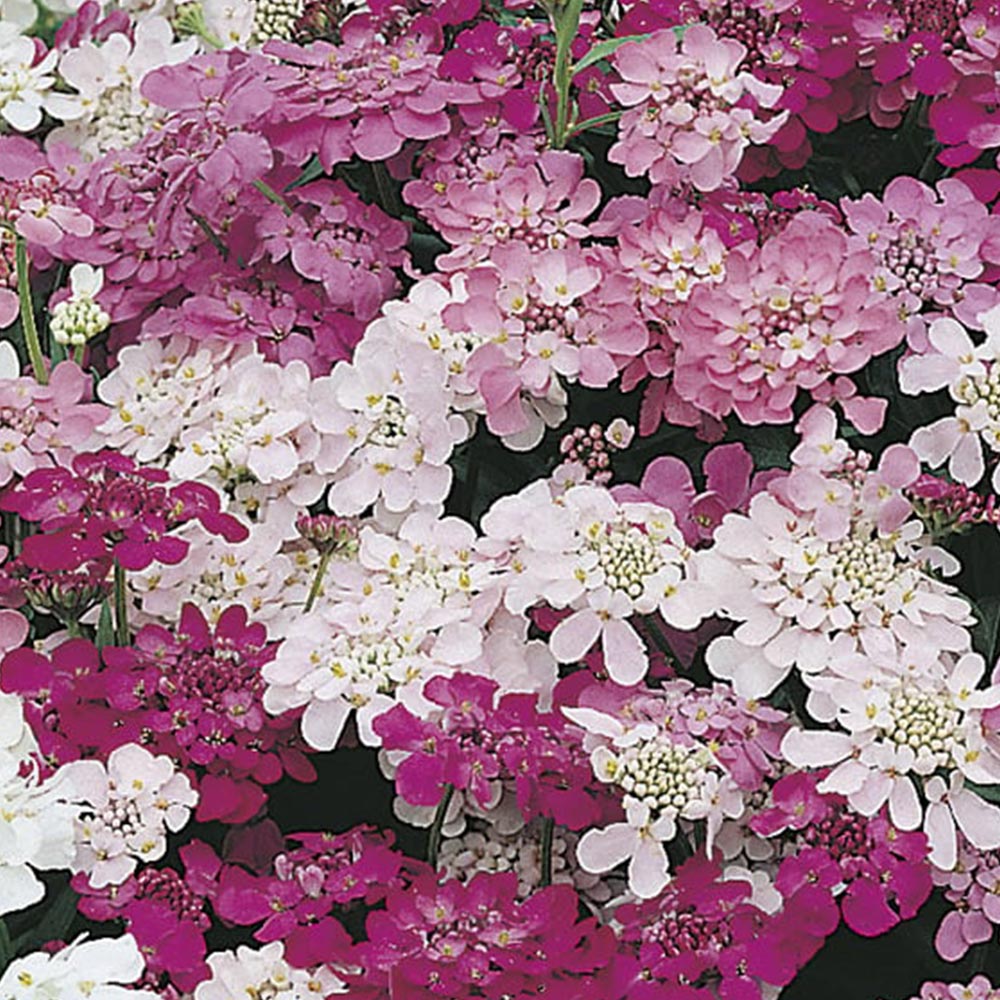 Wilko Candytuft Fairy Mixed Seeds Image 2