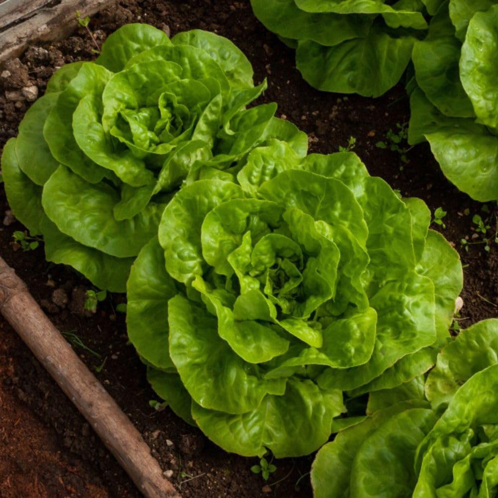 Thompson & Morgan Lettuce Butterhead Brighton Seeds Image 2