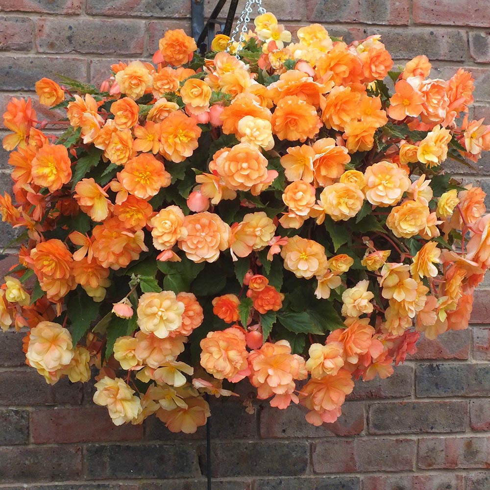 wilko Begonia Apricot Shades Plants 20 Pack Image 3