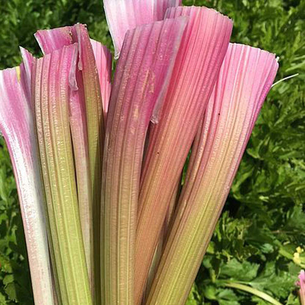 Thompson and Morgan Celery Self-Blanching Blush Seeds Image 2