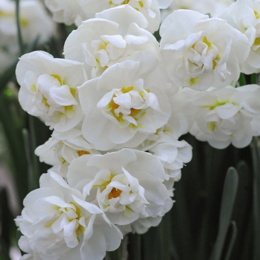 Thompson and Morgan Daffodil Cheerfulness White Planting Bulb 32 Pack Image 2