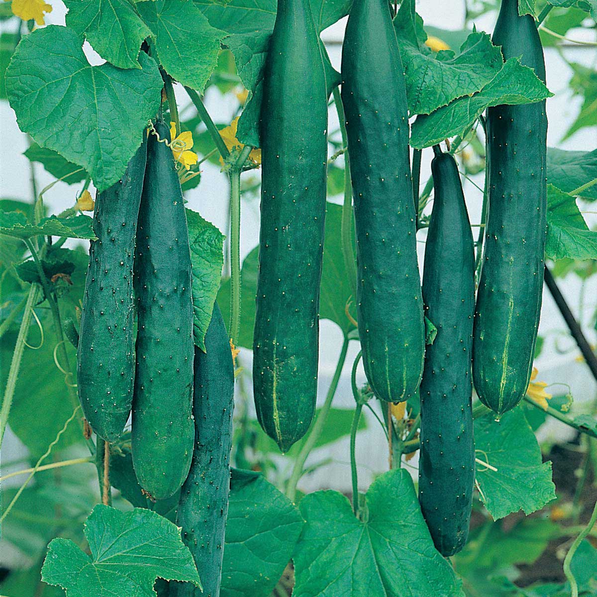 Wilko Cucumber Burpless Tasty Green F1 Seeds Image 1