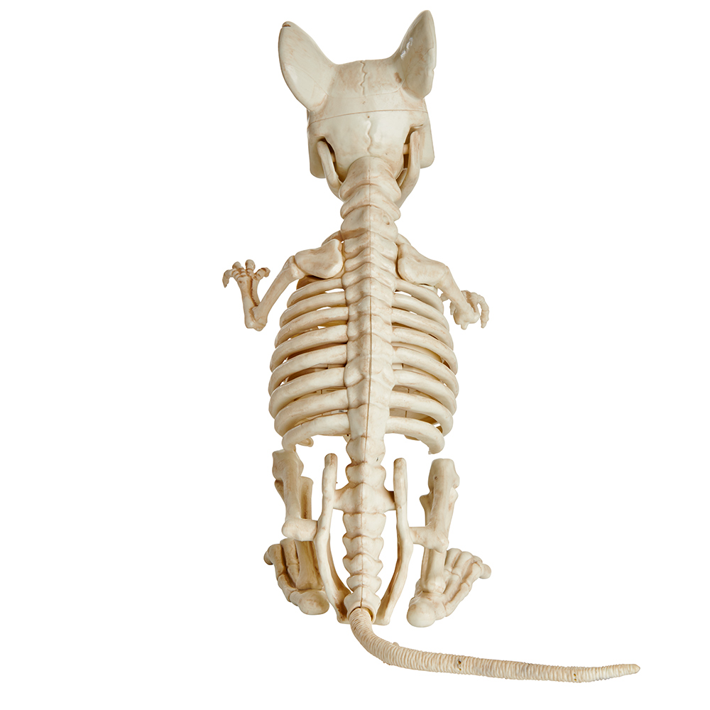 Wilko Animated Sitting Rat Skeleton Decoration Image 5