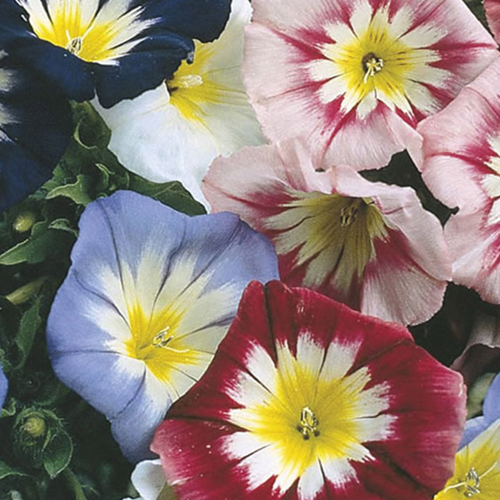 Wilko Convolvulus Flagship Mix Seeds Image 2