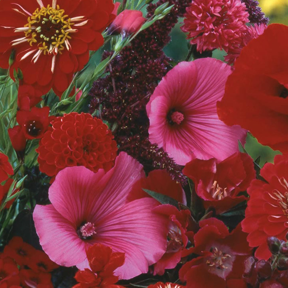 Wilko Red Flowers for Wildlife Mixed Seeds Image 2