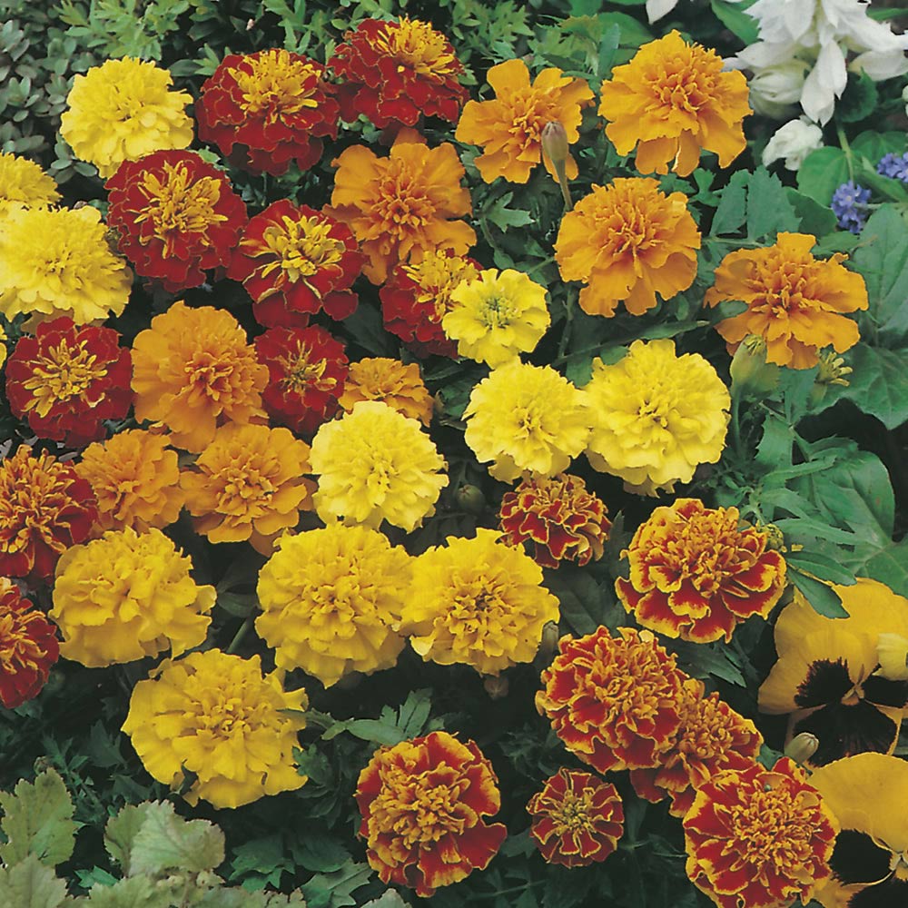 Wilko Marigold French Petite Mixed Seeds Image 1