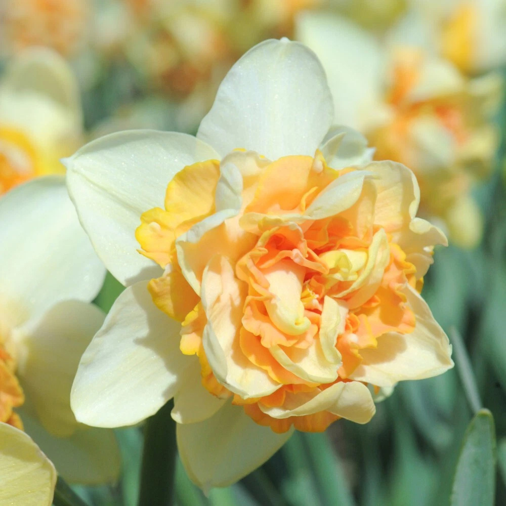 Thompson and Morgan Daffodil Peach Cobbler Planting Bulb 8 Pack Image 3