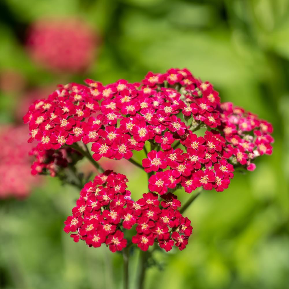 Thompson and Morgan Achillea Cerise Queen Plant Pot 3L Image 2