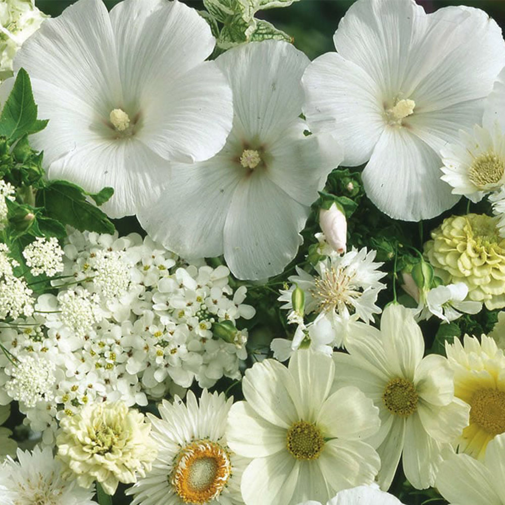 Wilko White Flowers for Wildlife Mixed Seeds Image 2