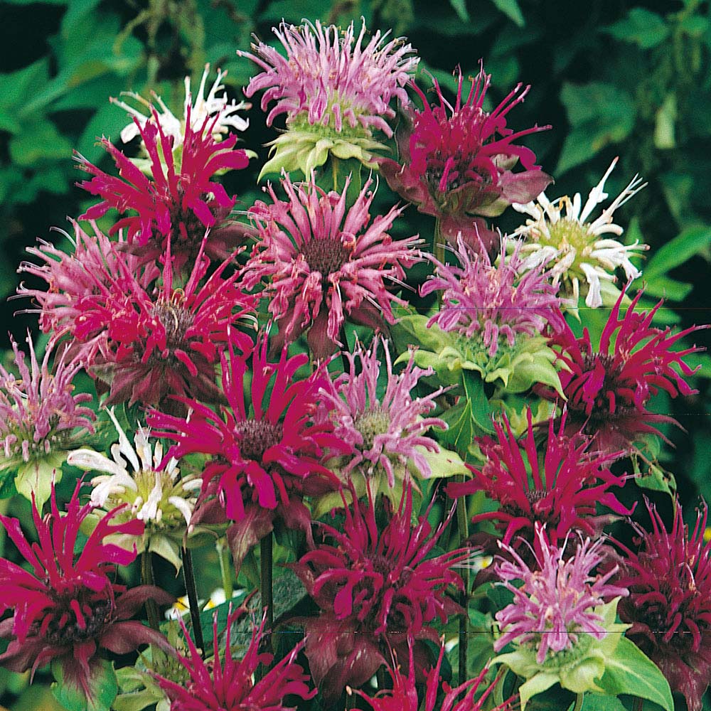 Wilko Bergamot Panorama Mix Seeds Image 1