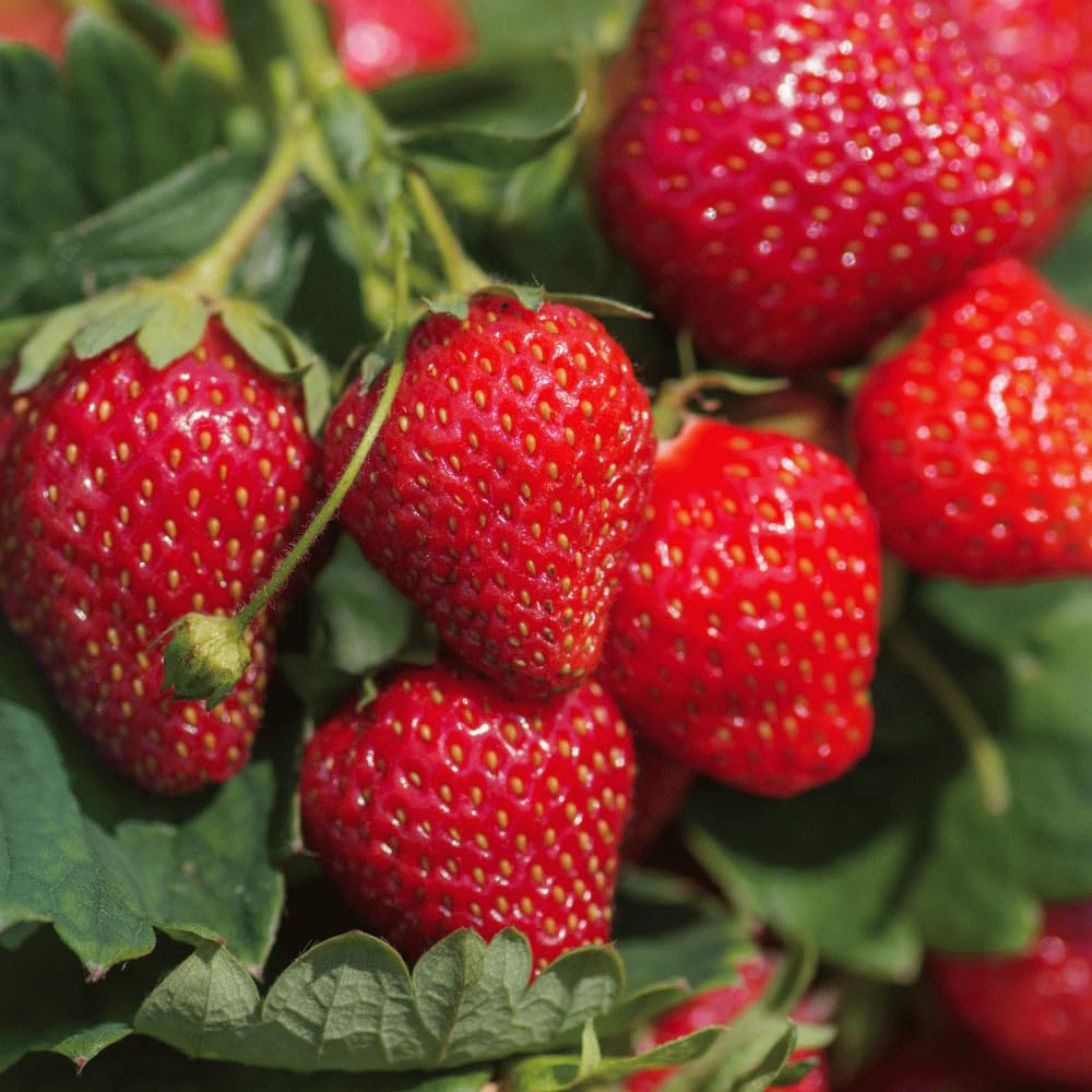Thompson and Morgan Strawberry Collection Bare Root 48 Pack Image 1