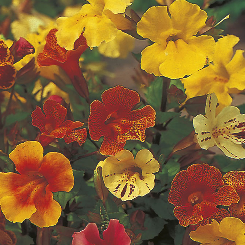 Wilko Mimulus Extra Choice Mix Seeds Image 2