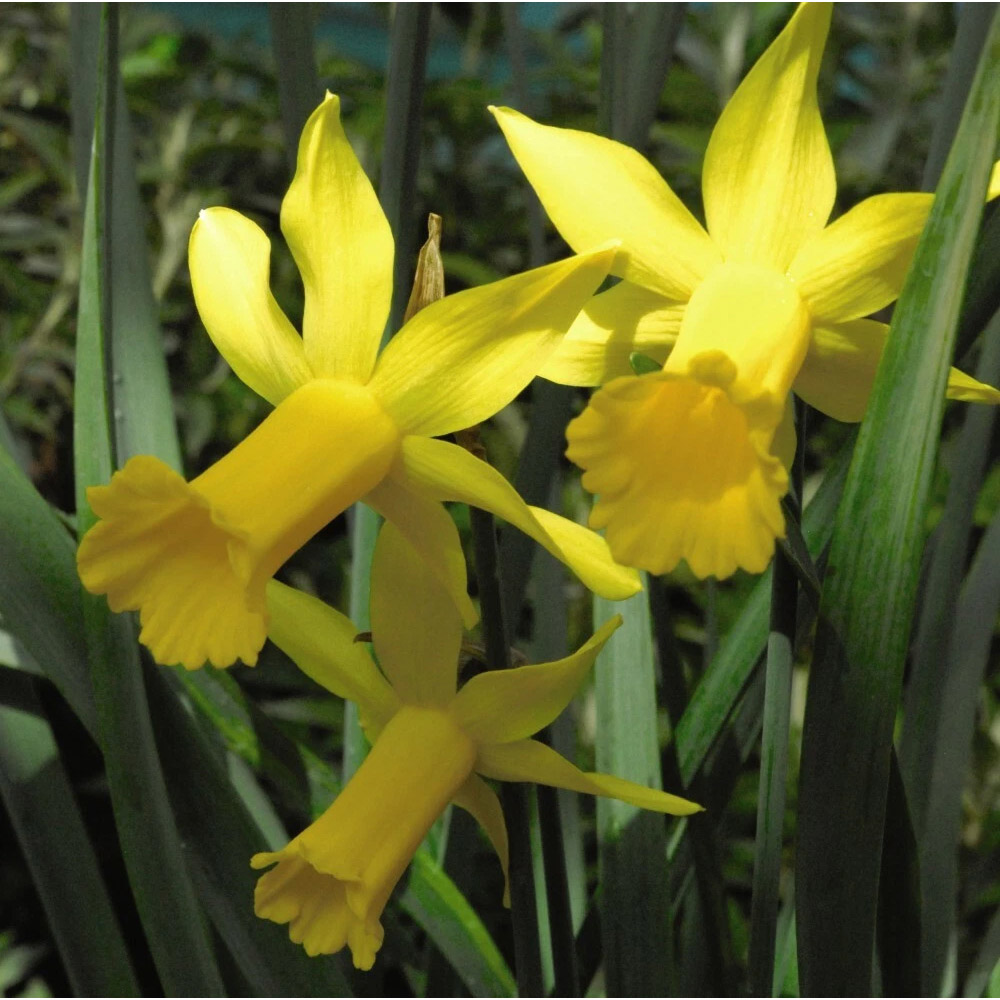 Thompson and Morgan Daffodil Peeping Tom Spring Planting Bulb 32 Pack Image 1