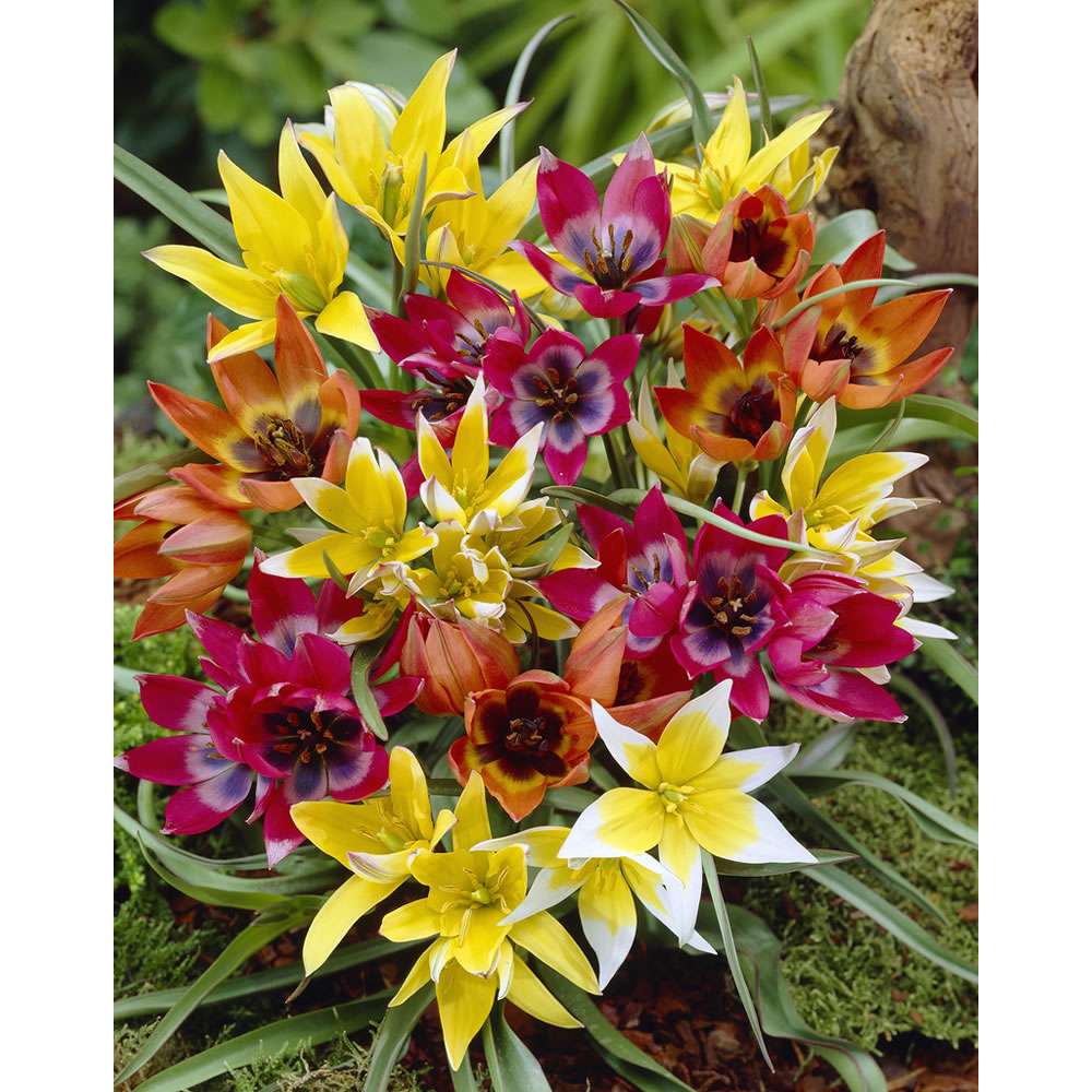 Wilko Autumn Bulbs Tulips Miniature Mixed 6/7 15pk Image