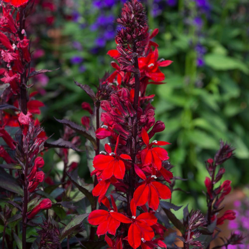 Thompson and Morgan Lobelia Cardinalis Plant Pot 9cm Image 1