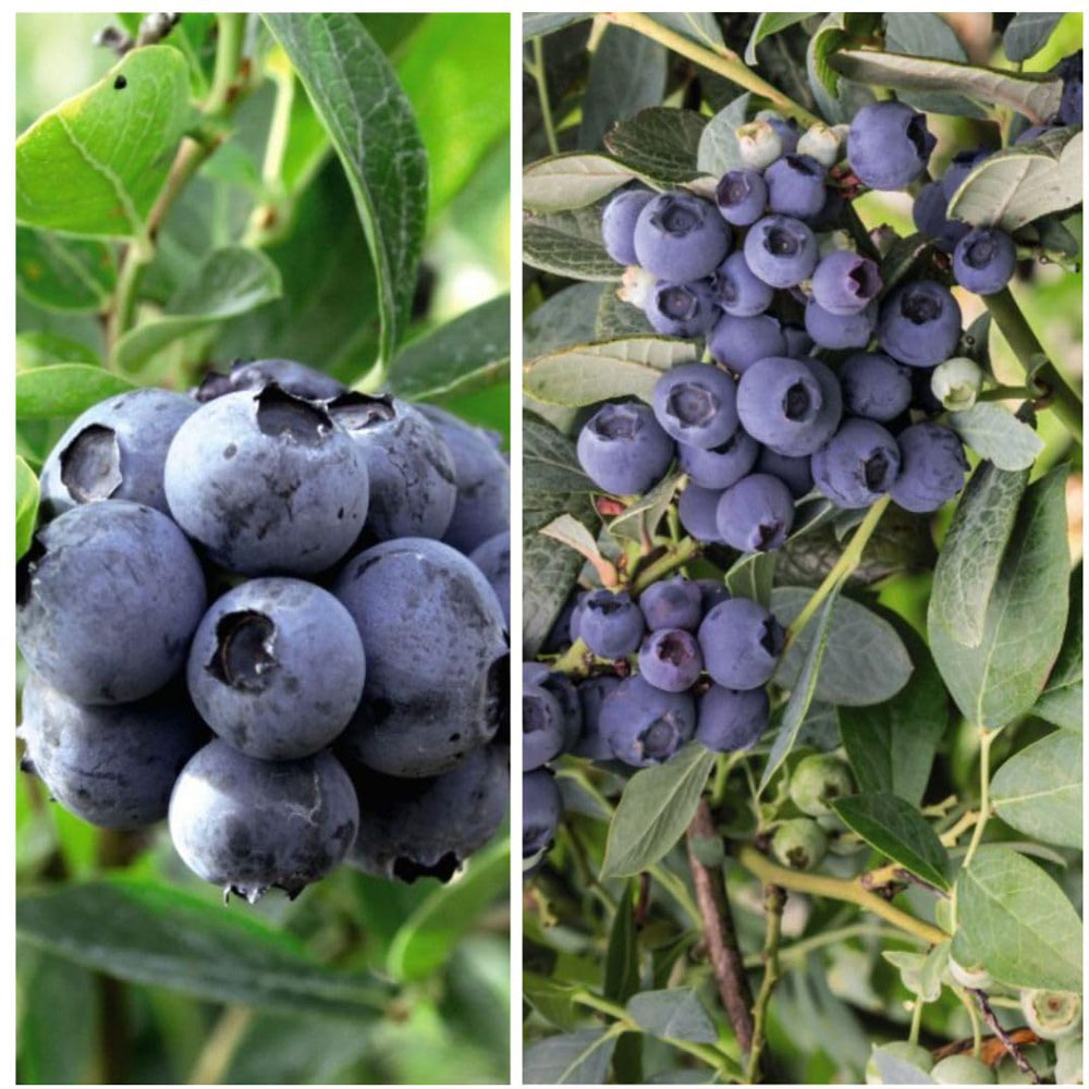 Thompson and Morgan Blueberry Duo Plant Pot 9cm 2 Pack Image 1