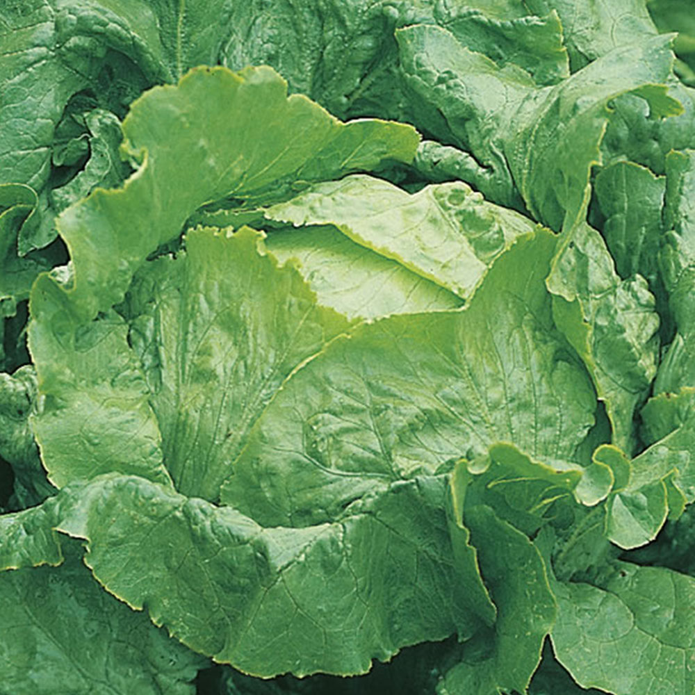 Wilko Lettuce Webbs Wonderful Seeds Image 2