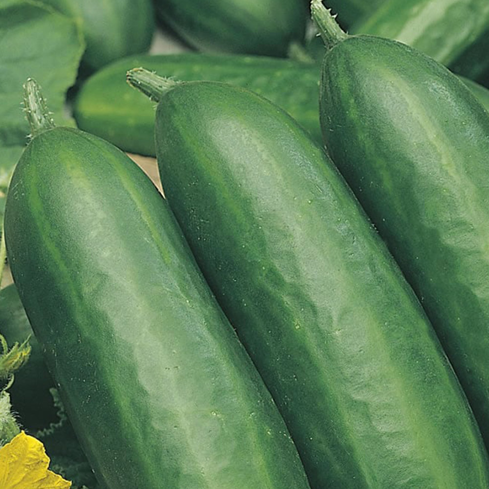 Johnsons Cucumber Socrates F1 Seeds Image 2