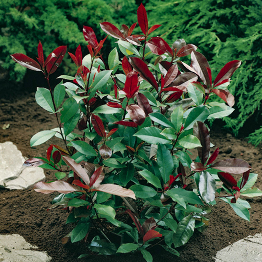 wilko Photinia Little Red Robin Plant 2L Pot Image 2