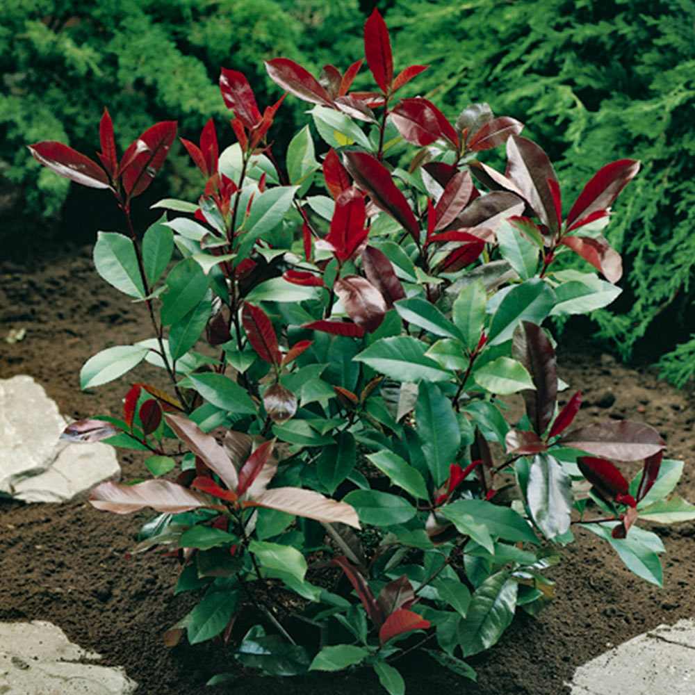 YouGarden Photinia Little Red Robin Plant Pot 2L Image 2