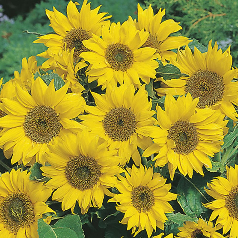 Wilko Sunflower Little Leo Flower Seeds Image 2