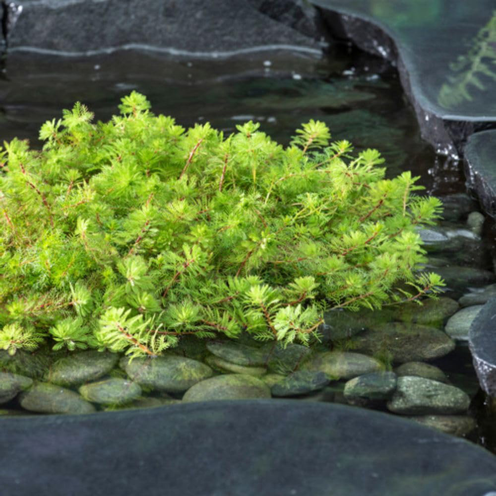 Thompson and Morgan Myriophyllum Rubricaule Plant Basket 11cm Image 3