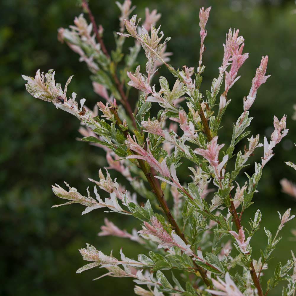 Thompson & Morgan 80cm Salix Flamingo Standard Stem Pot 21cm 2 Pack Image 6