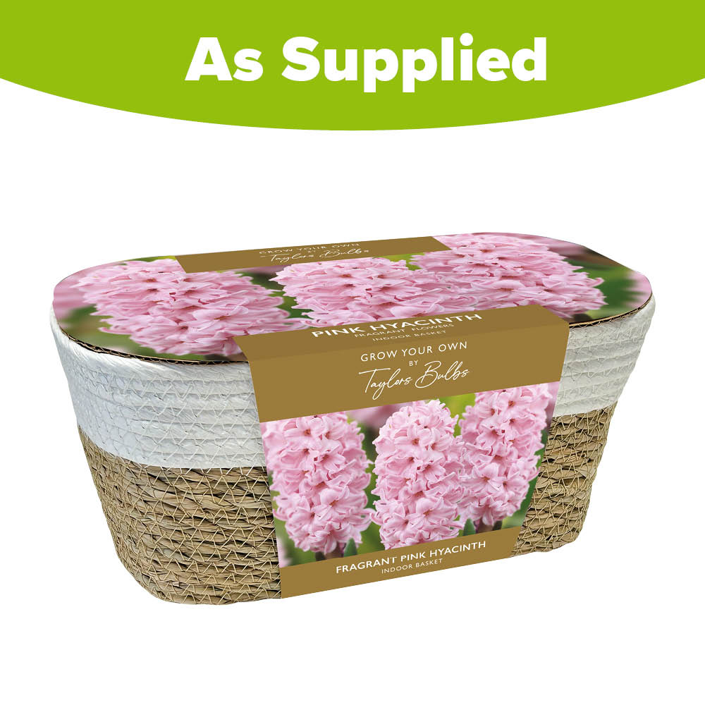 wilko Grow Your Own Pink Hyacinth and Wicker Christmas Basket Gift Set Image 3