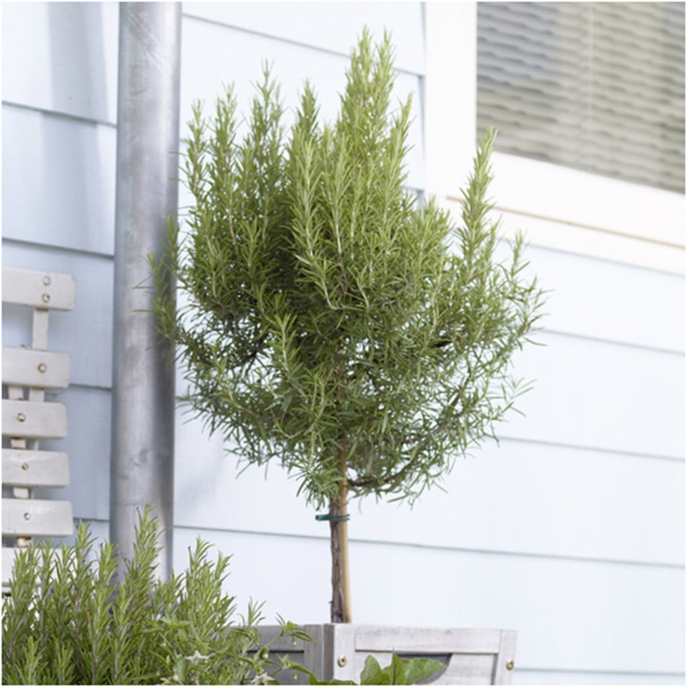 YouGarden Rosemary Standard Tree Image 1
