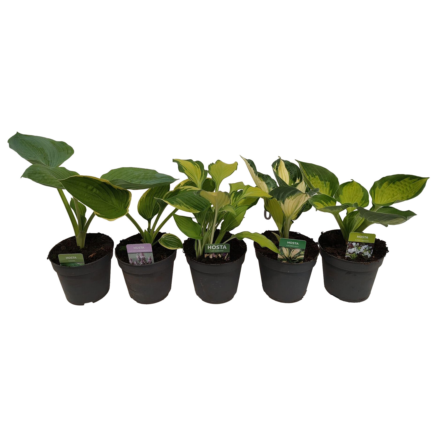 Hosta Collection - Green Image