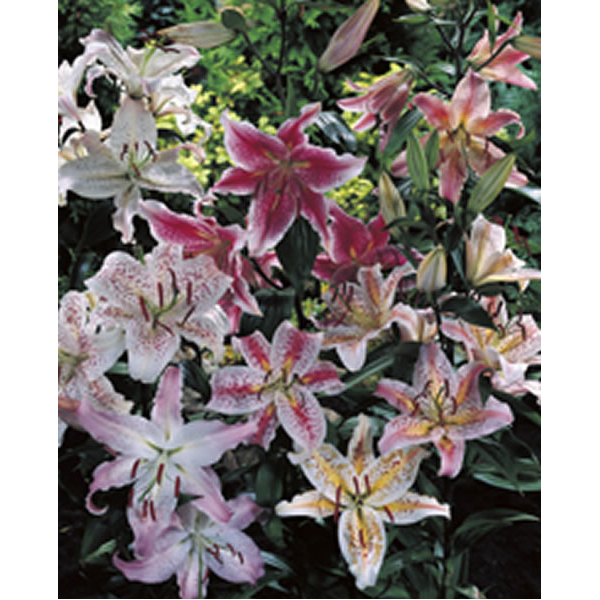 Wilko Lily Oriental Mix Spring Planting Bulbs 8 Pack Image